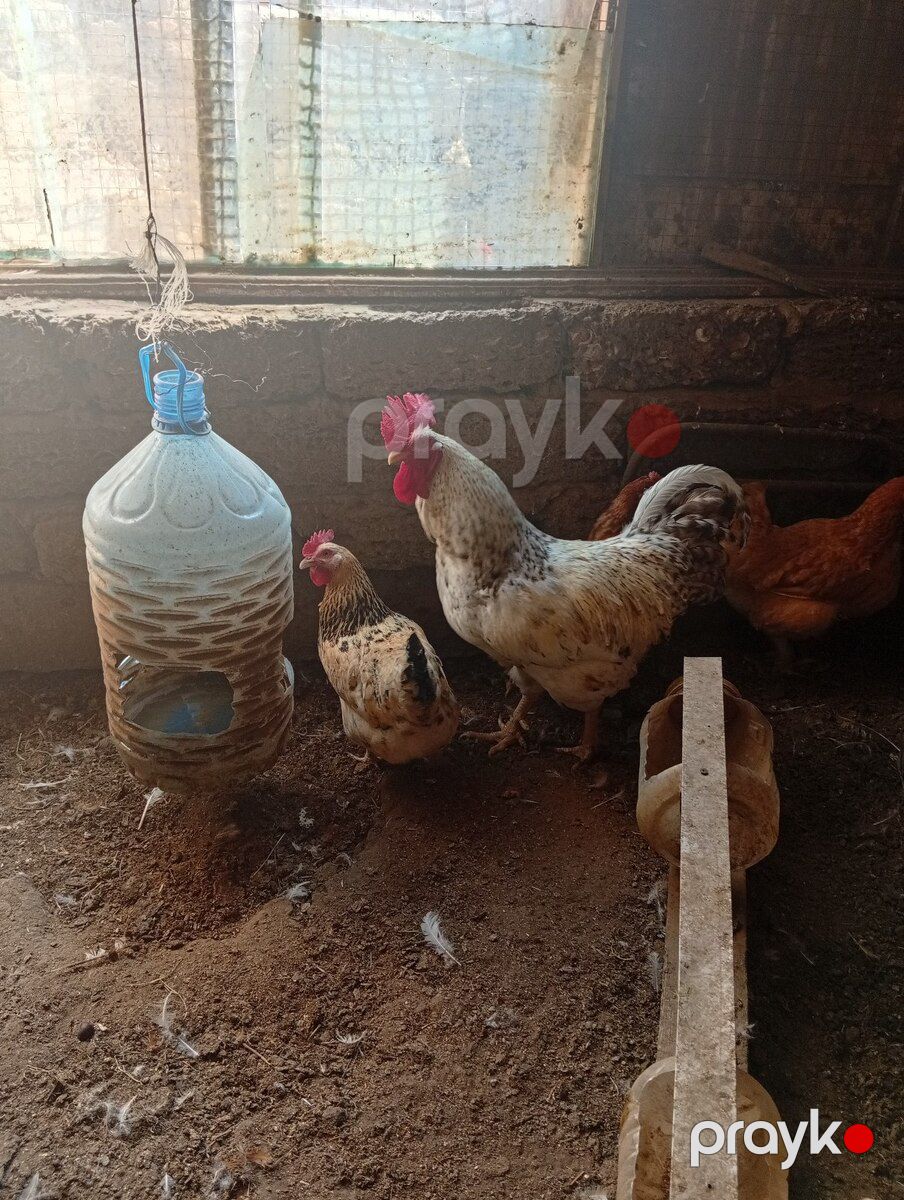 Xoruz və ördək — Quşlar, Bakı (5)