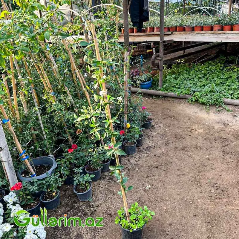 Yasəmən (Jasmine / Jasminum) — Bitkilər, Bakı (2)