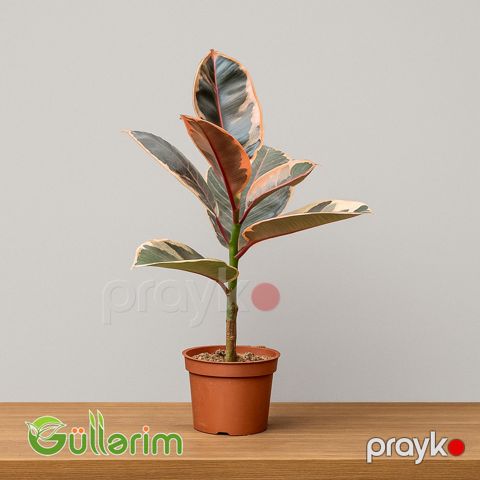 Ficus Elastica (Fikus elastika) — Bakı