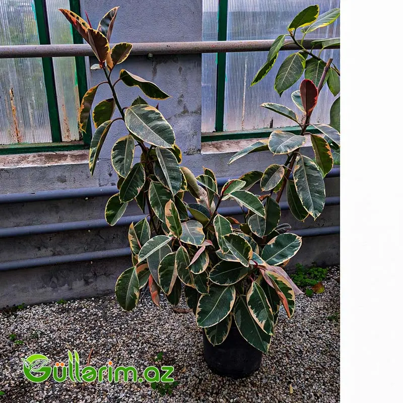 Ficus Elastica (Fikus elastika) — Bakı