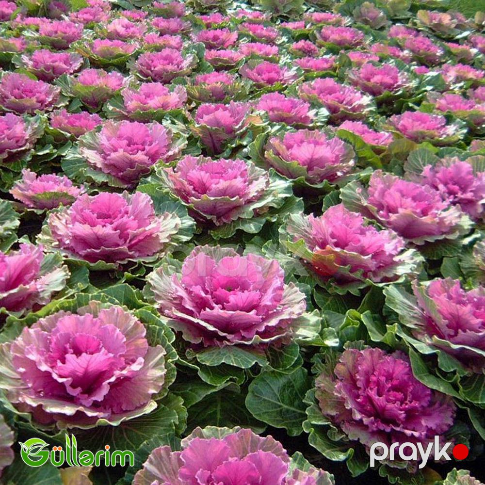 Dekorativ Kələm - (Brassica oleracea) — Bitkilər, Bakı (5)