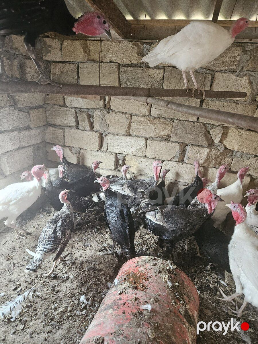 Hinduşka — Quşlar, Bakı (3)