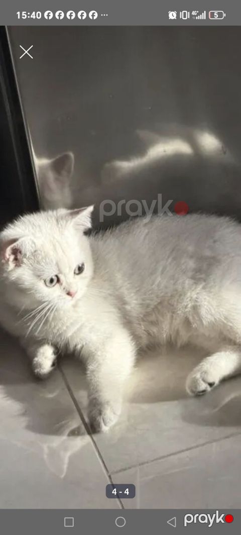 Ağ rəngli, qısa tüklü pişik balası Xüsusiyyətlər: - Tamamilə ağ, ipək — Bakı