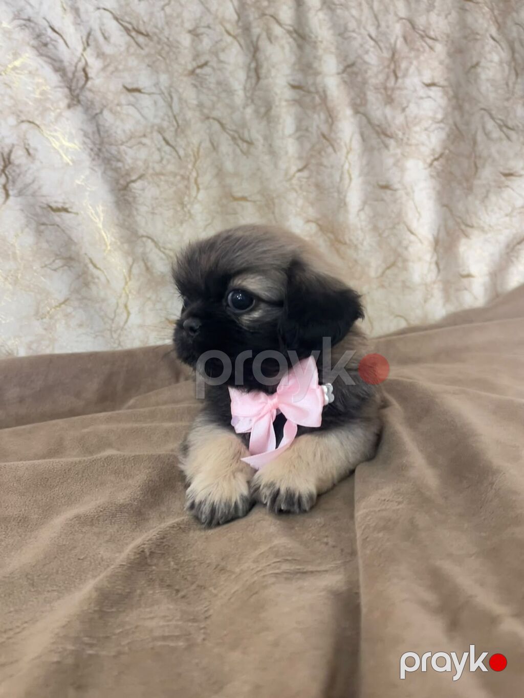 Pekines, 1 ay, Dişi — Köpəklər, Xırdalan (2)