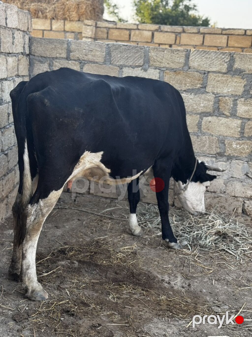 3-cü balasın dekabrda doğacaq. Təmiz 20-22 litr süd verir. Simmentalla — Kənd təsərrüfatı heyvanları, Sumqayıt (2)