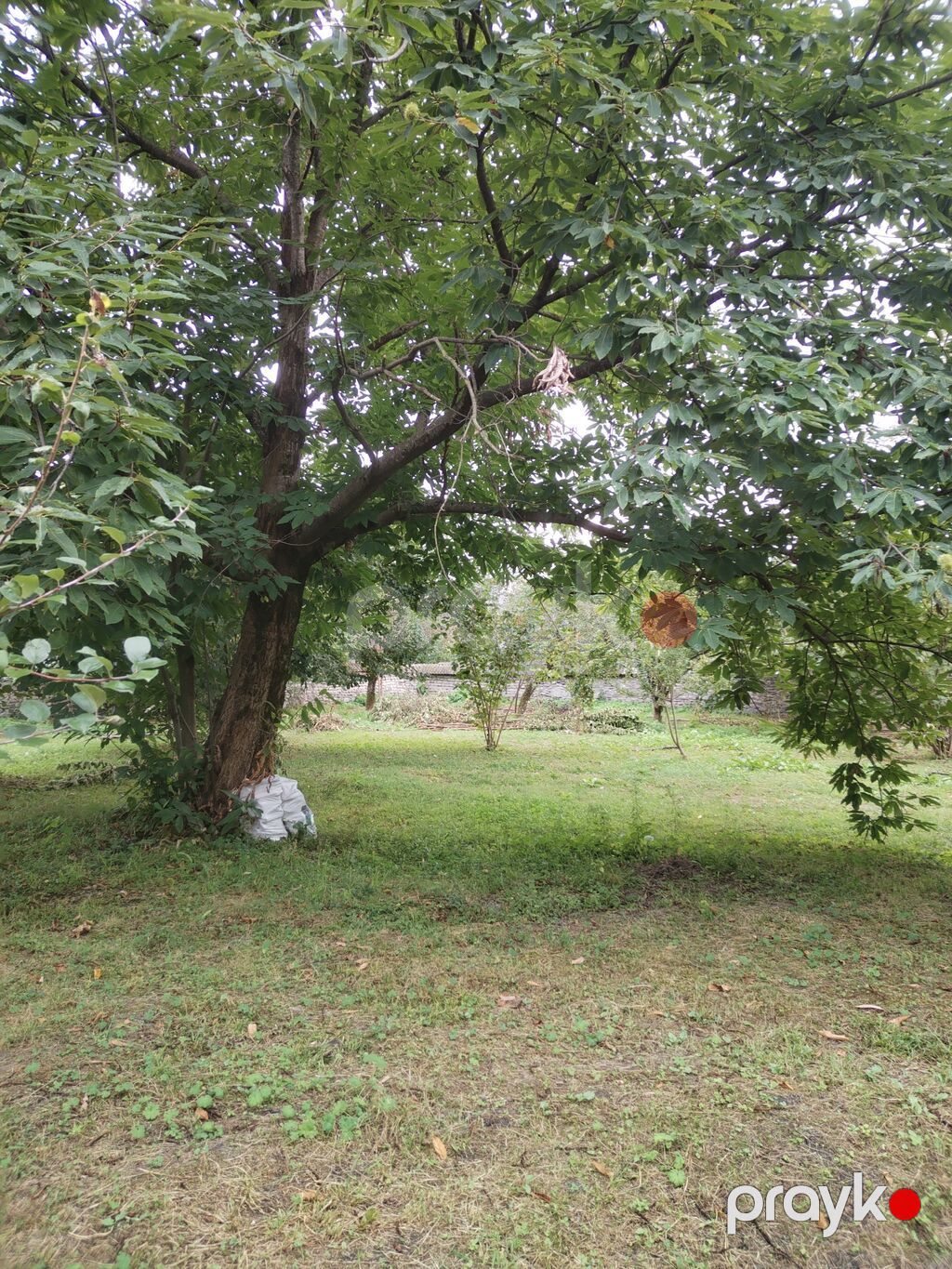 31 sot, Tikinti, Kupça (Çıxarış) — Torpaq, Qəbələ (9)
