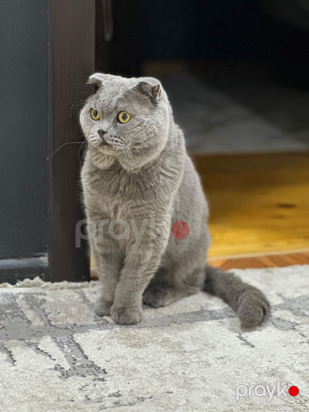 Şotland yastı qulaq, Erkək, Yaxşı əllərə, Ünvandan götürmə, Ödənişli çatdırılma — Pişiklər, Saray