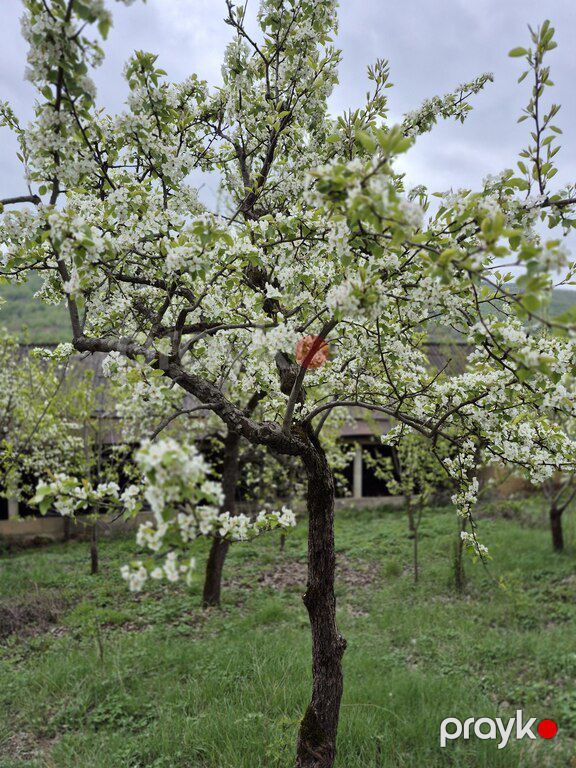 25 sot torpaq sahəsi, Quba r — Torpaq, Quba (6)