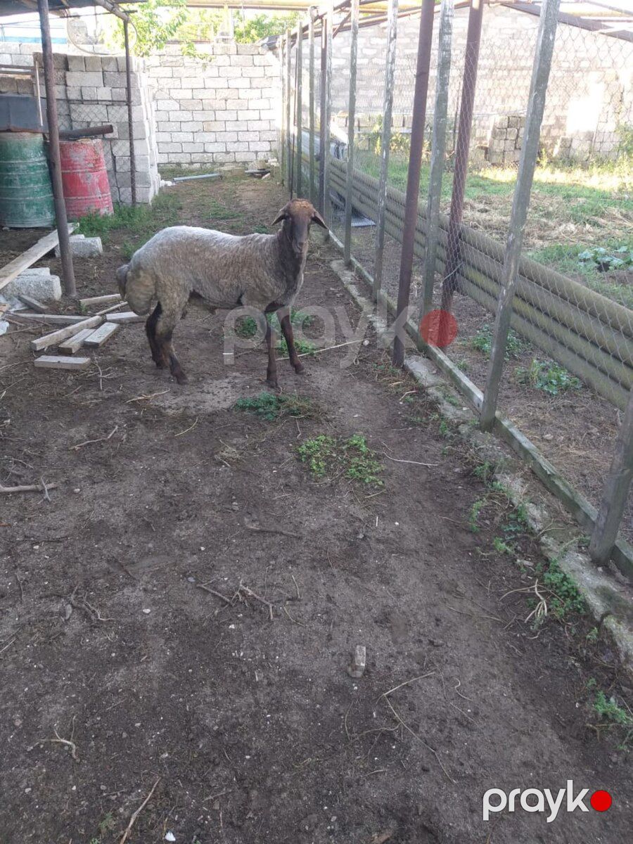 Qoç — Kənd təsərrüfatı heyvanları, Bakı (4)