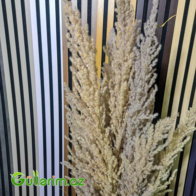 Süni Pampas Otu (Pampas Grass) — Dekor və interyeri, Bakı (2)