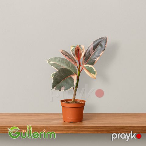 Ficus Elastica (Fikus elastika) — Bakı