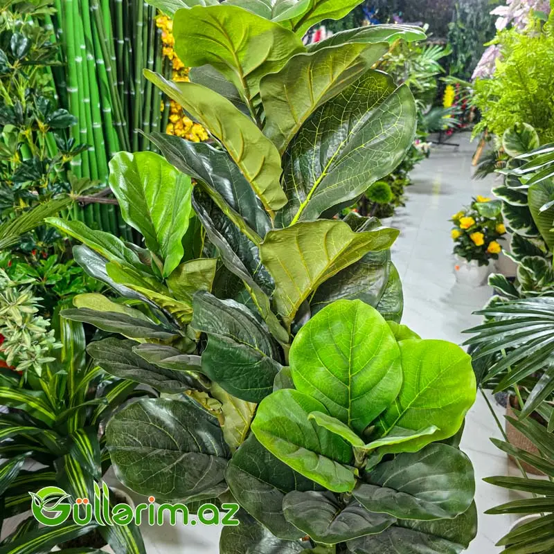 Fikus Lirata (Ficus Lyrata) — Dekor və interyeri, Bakı (2)