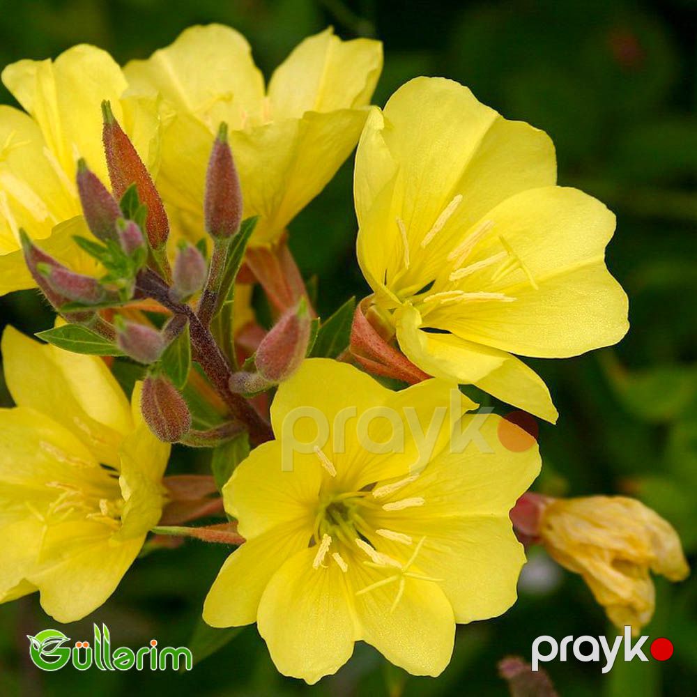 Azan gülü (Oenothera) — Bitkilər, Bakı (2)