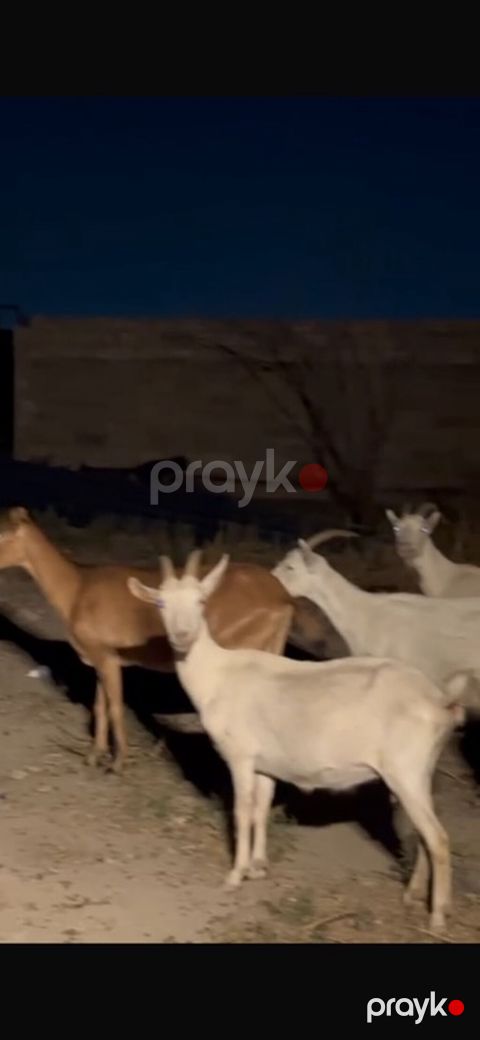 Agribal alpin ober(H) sanen 3 ed ana oberhas 6 ed sanen 1 ed ana heleb — Sumqayıt