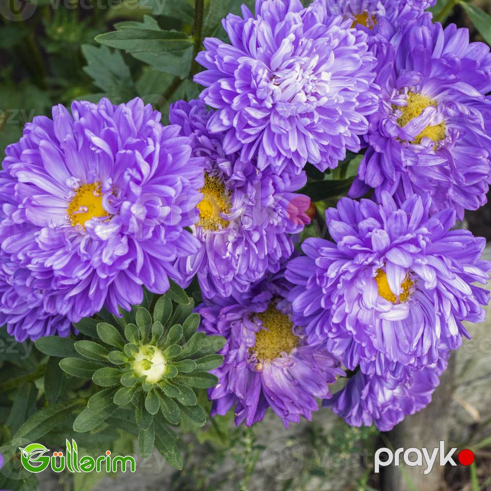 Astra (Callistephus chinensis) — Bitkilər, Bakı (2)