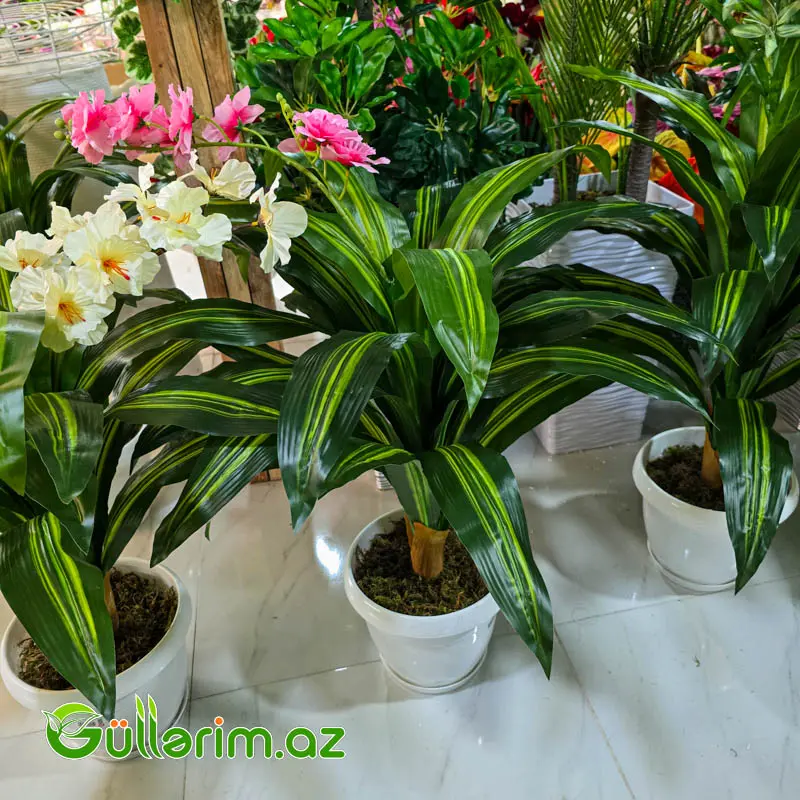 Drasena (Dracaena / Dəmir ağacı) — Dekor və interyeri, Bakı (2)