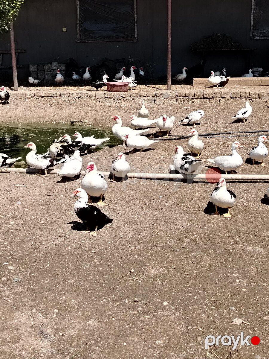 Lal ördək — Quşlar, Bakı (3)
