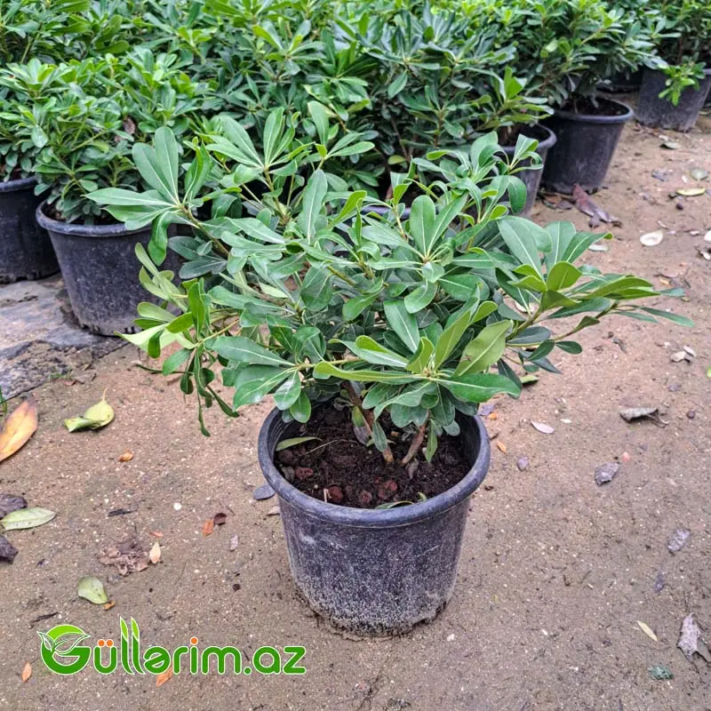 Pittosporum — Mallar