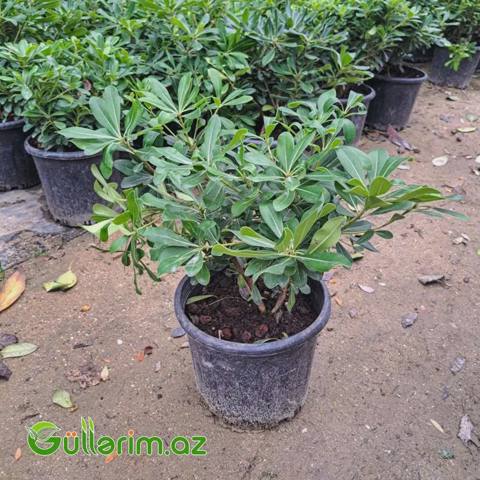 Pittosporum — Oʻsimliklar