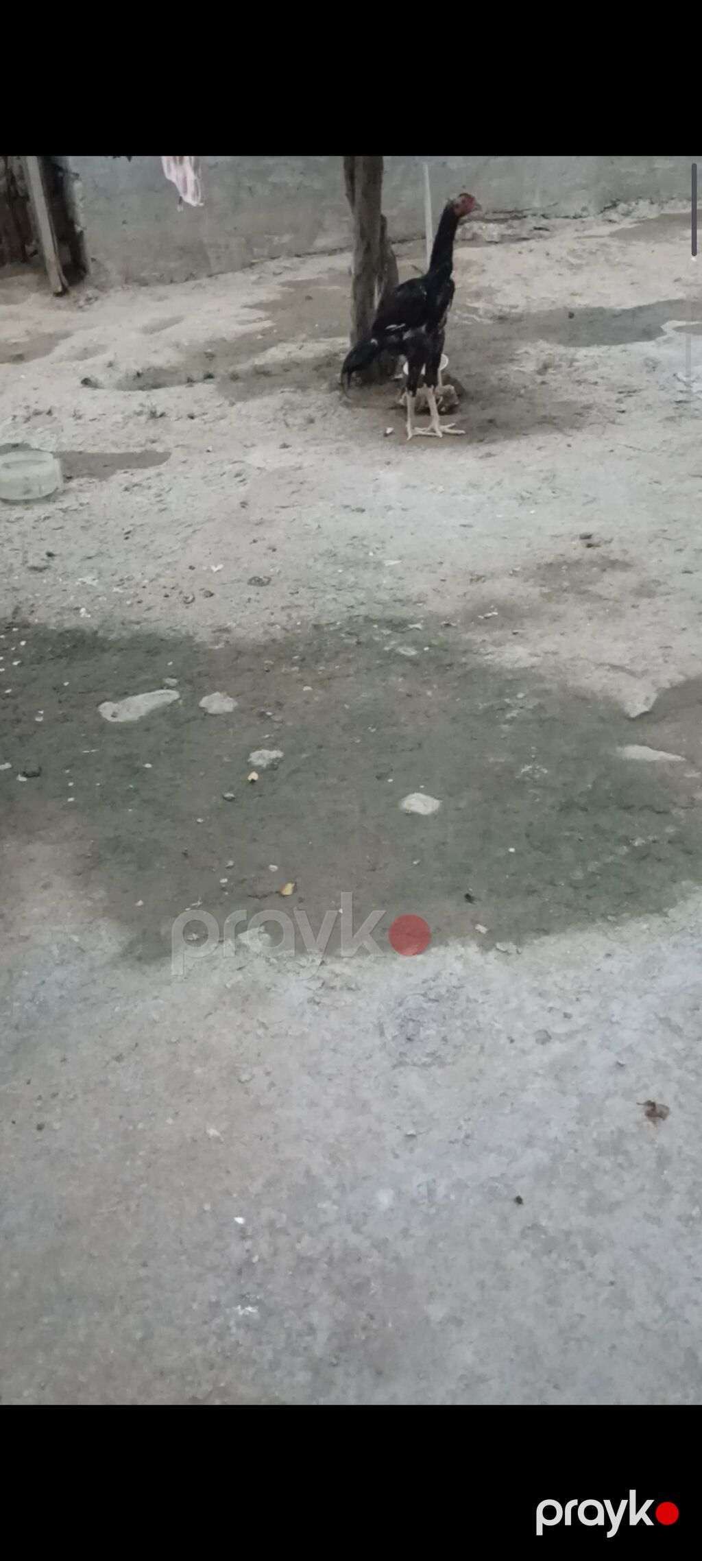 Biri Atasdı birdə qardaşı riyal alcya məşq və döyüş purobu Aylacaq — Toyuq və xoruz, Digah (3)