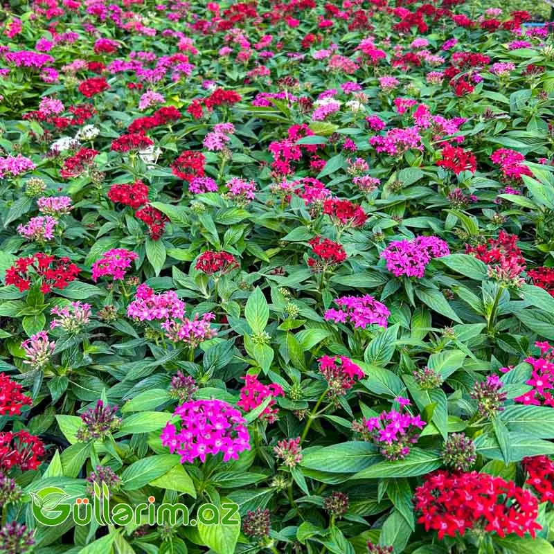 Pentas (Pentas Lanceolata / Ulduz Çiçəyi) — Bitkilər, Bakı (4)
