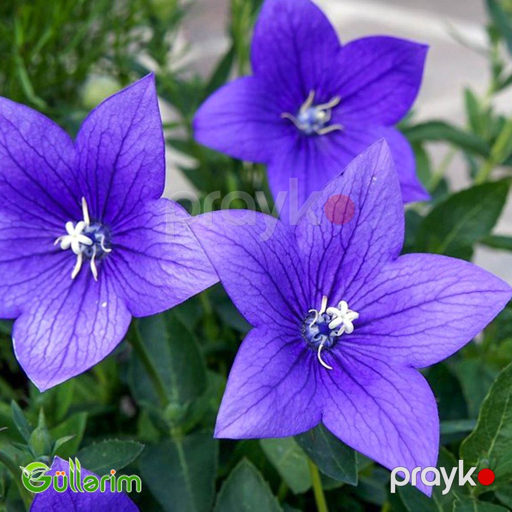 Geniş çanlı zəng çiçəyi (Campanula persicifolia) — Bitkilər, Bakı (2)