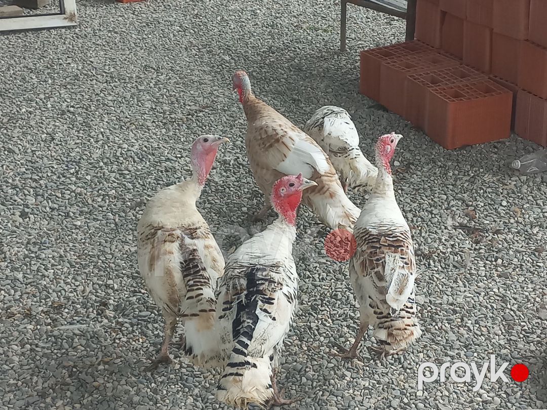 Hinduşkalar — Quşlar, Sumqayıt (5)