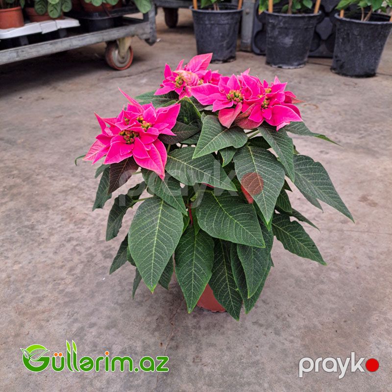 Poinsettia (Atatürk çiçəyi) — Bitkilər, Bakı (7)
