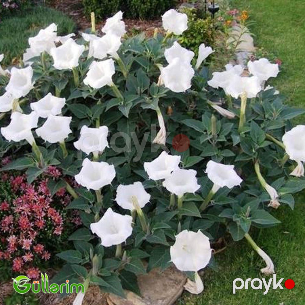 Datura (Şeytan alması" və ya "Ay çiçəyi") — Bitkilər, Bakı (4)