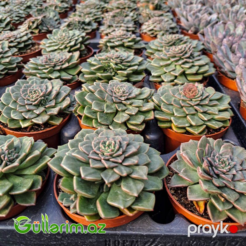 Sukulent (Yaşıl Echeveria) — Bitkilər, Bakı (2)