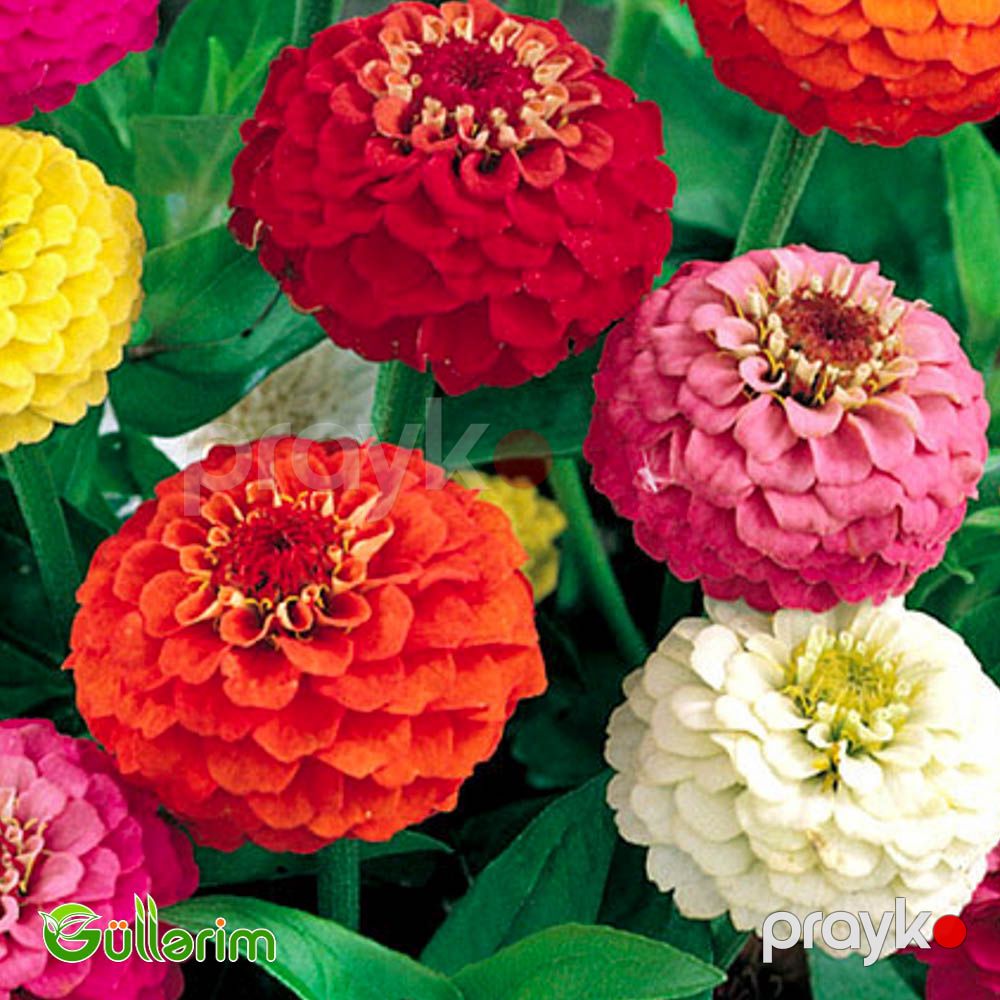 Zinnia (Zinnia elegans) — Bitkilər, Bakı (2)