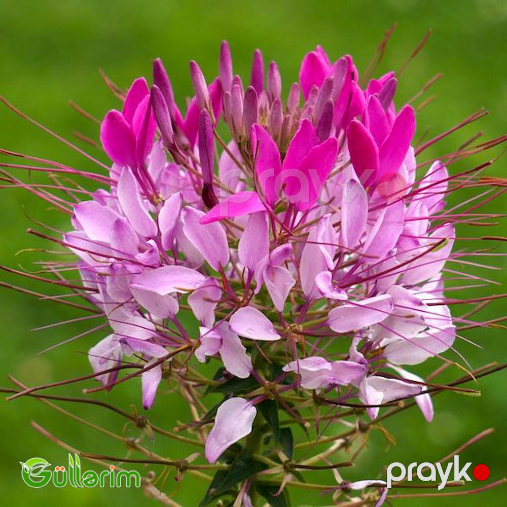 Kleoma (Cleome hassleriana) — Bitkilər, Bakı (3)