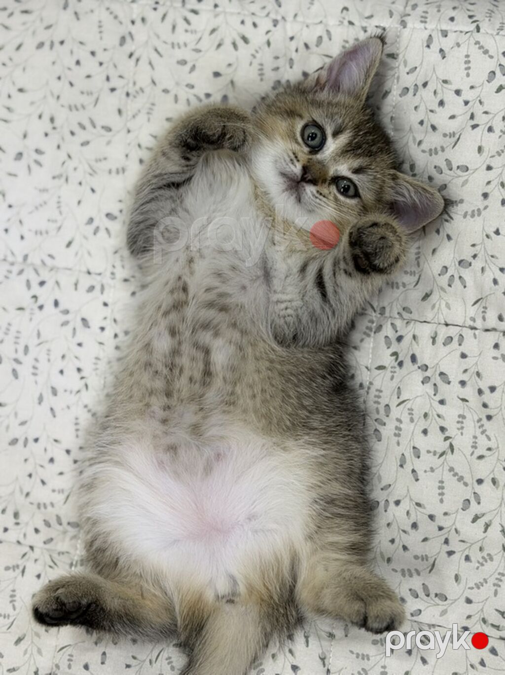 Tabbi, Erkək — Pişiklər, Xırdalan (3)