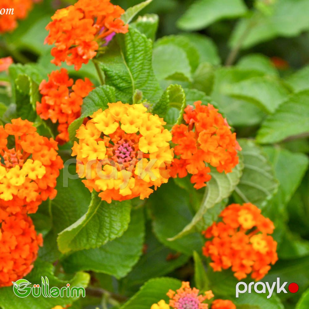 Lantana (Lantana camara) — Bitkilər, Bakı (5)