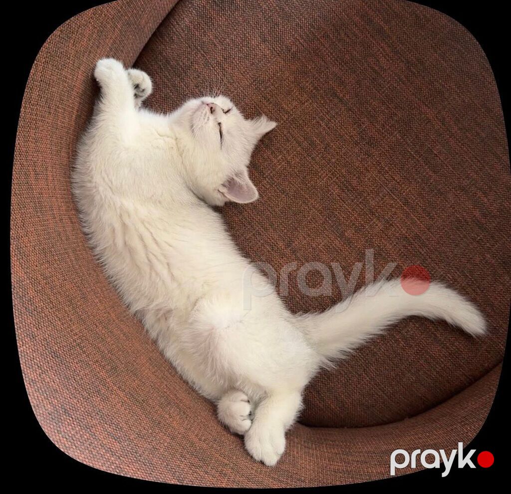 Ağ rəngli, qısa tüklü pişik balası Xüsusiyyətlər: - Tamamilə ağ, ipək — Pişiklər, Bakı (4)
