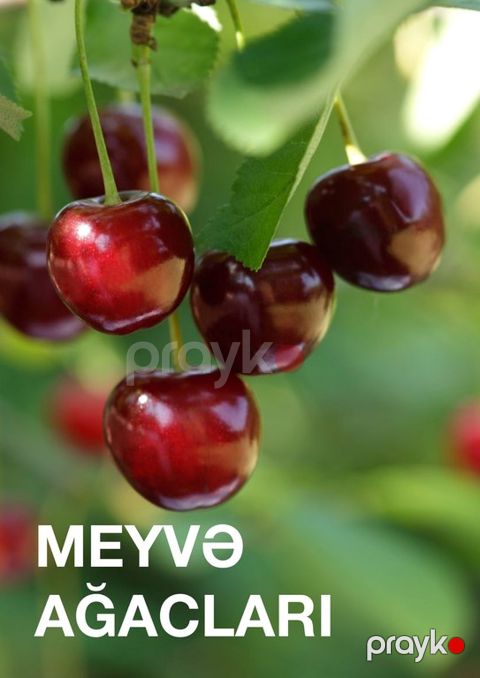 Meyvə ağacları tingləri — Bakı