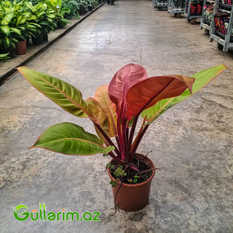 Philodendron (Filodendron) — Bakı