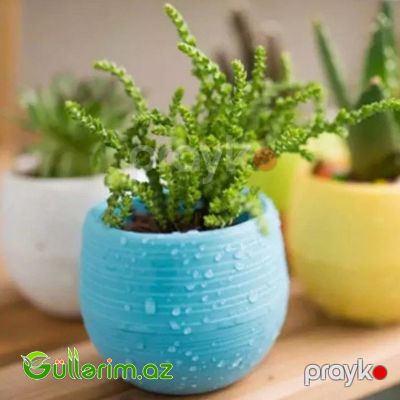 Dekorativ Plastik Dibçək — Bağ dekorasiyası, Bakı (8)