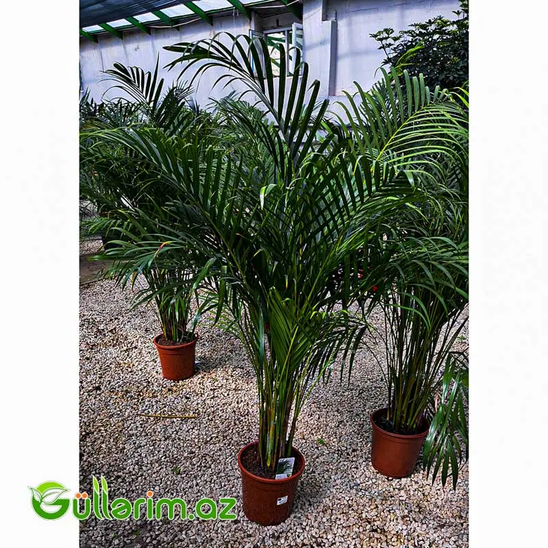 Areca Palm (Areka Palma) — Bitkilər, Bakı (2)