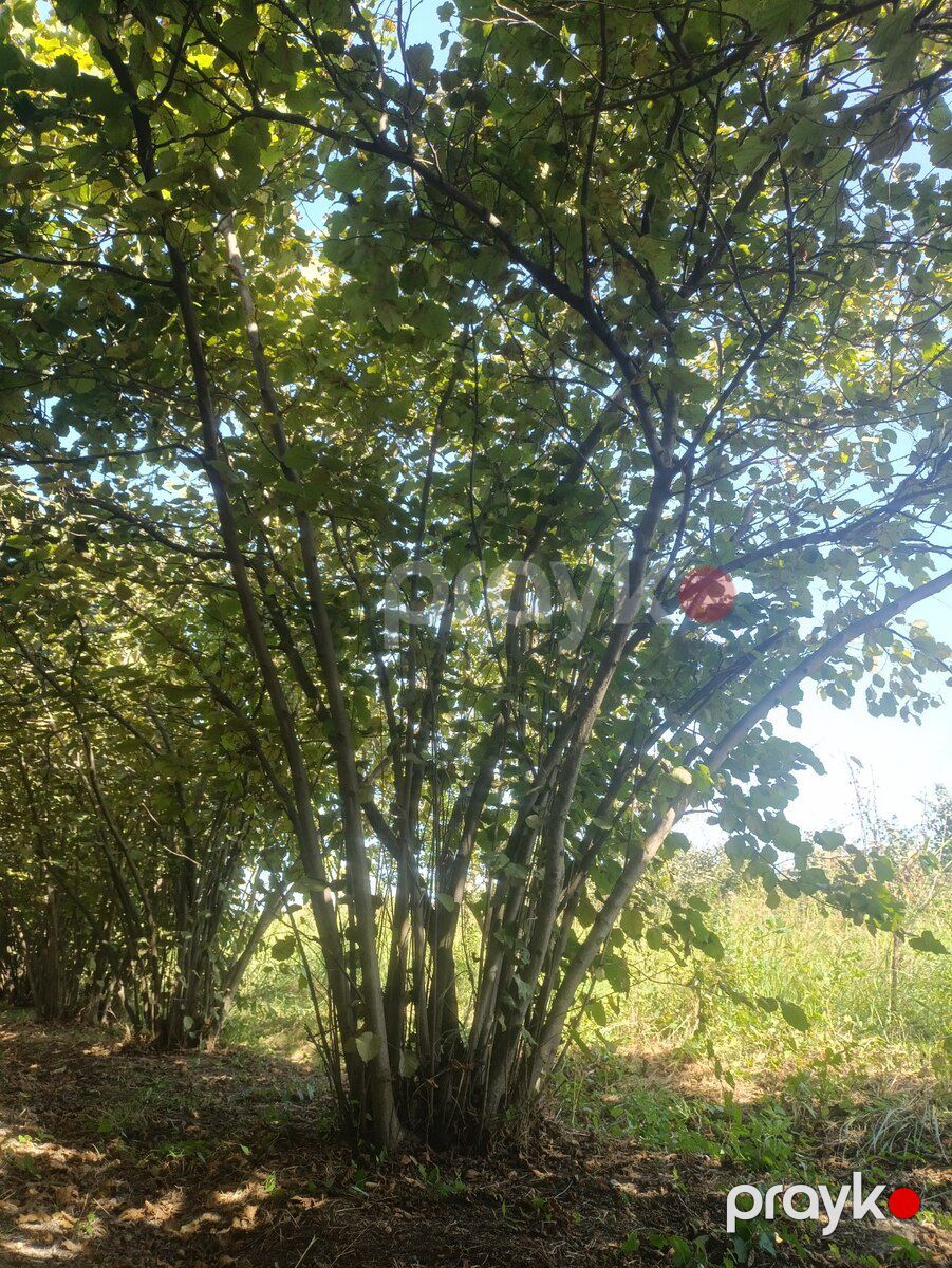 31 sot torpaq sahəsi, Xaçmaz r — Torpaq, Xaçmaz (2)