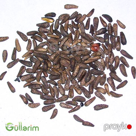 İpomeya Kvamoklit (Ipomoea quamoclit)