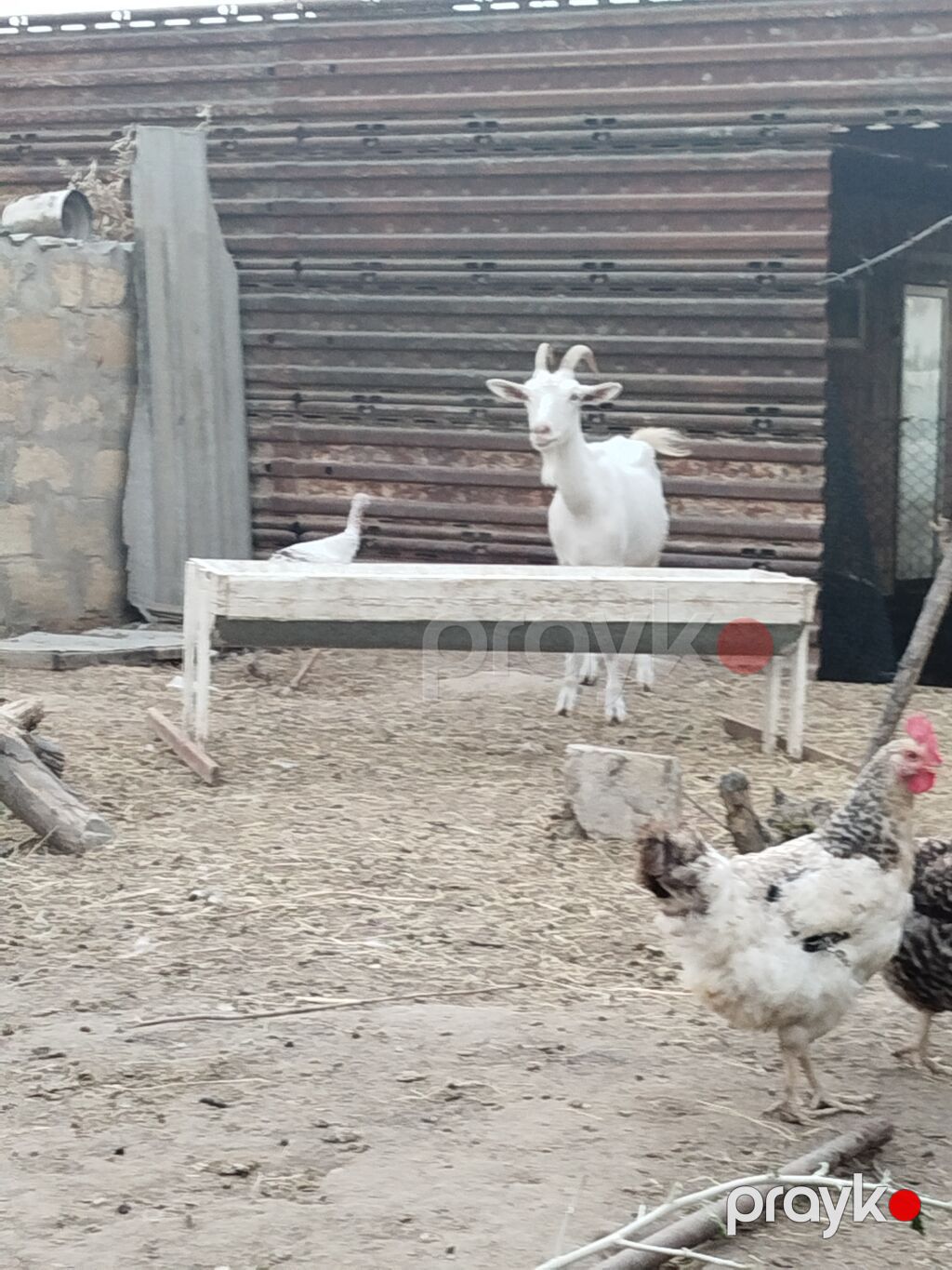 Cins keçiler iki dişi bir erkek bir yerde satilir tek tek satilmir ağ — Kənd təsərrüfatı heyvanları, Hacıqabul (3)