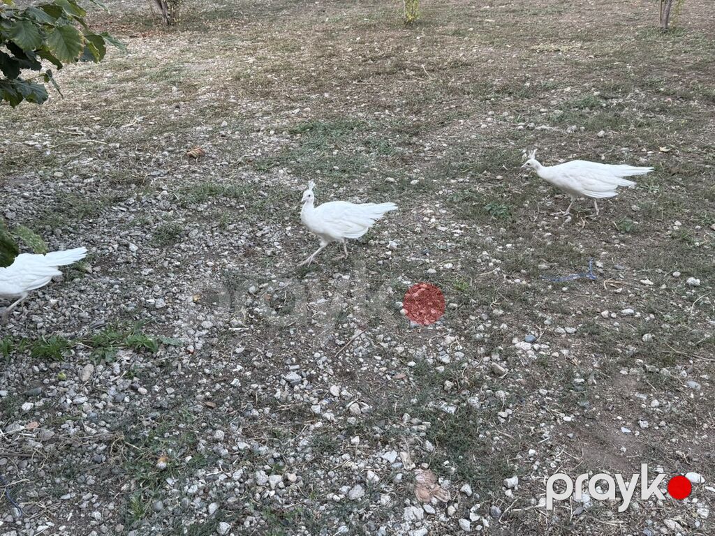 Tovuzquşu balaları - Ağcabədi rayonunda yerləşir. - cütü 150 azndir — Digərləri, Ağcabədi (6)