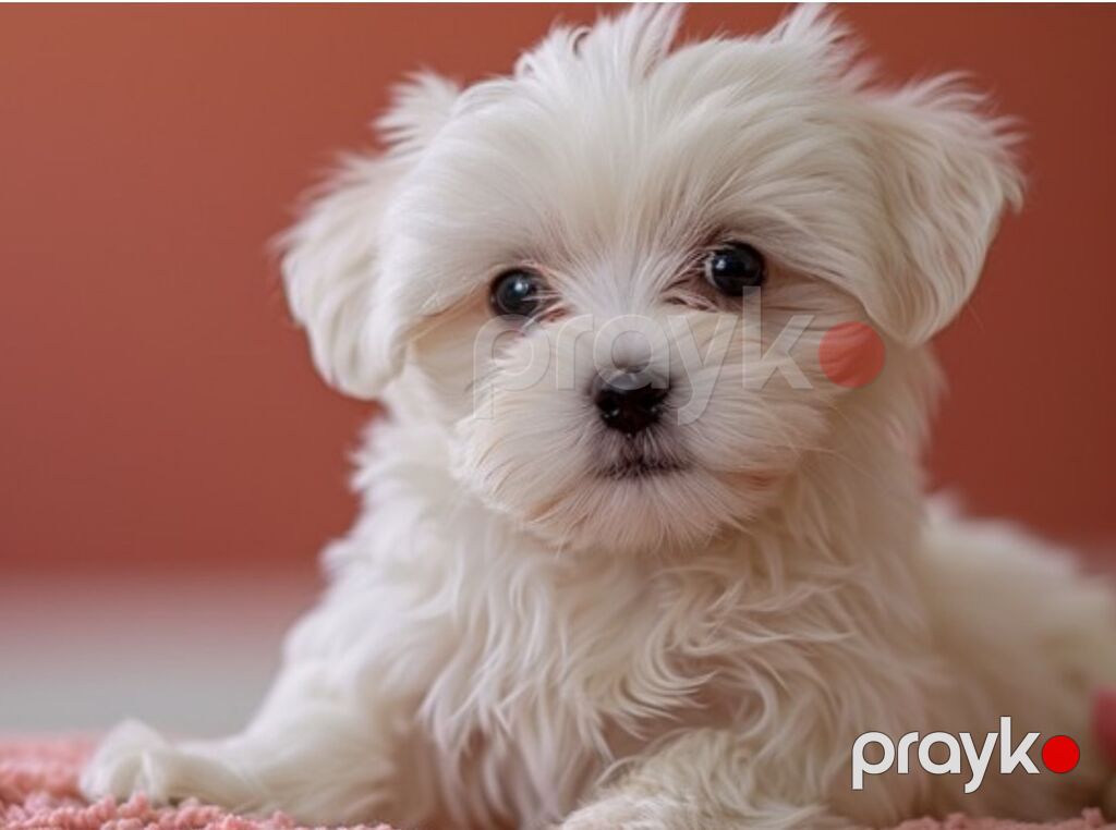 Maltipoo (Maltese bişon) balaları – ağ, yumşaq və hipoallergen tüklü — Kənd təsərrüfatı heyvanları, Bakı (8)