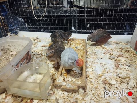 Çin bıldırcını – dekorativ və yumurta üçün yetişdirilən cinslər — Bakı