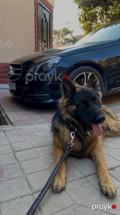 Alman çoban iti, 1 il, Erkək, Peyvəndli, Ünvandan götürmə — Bakı