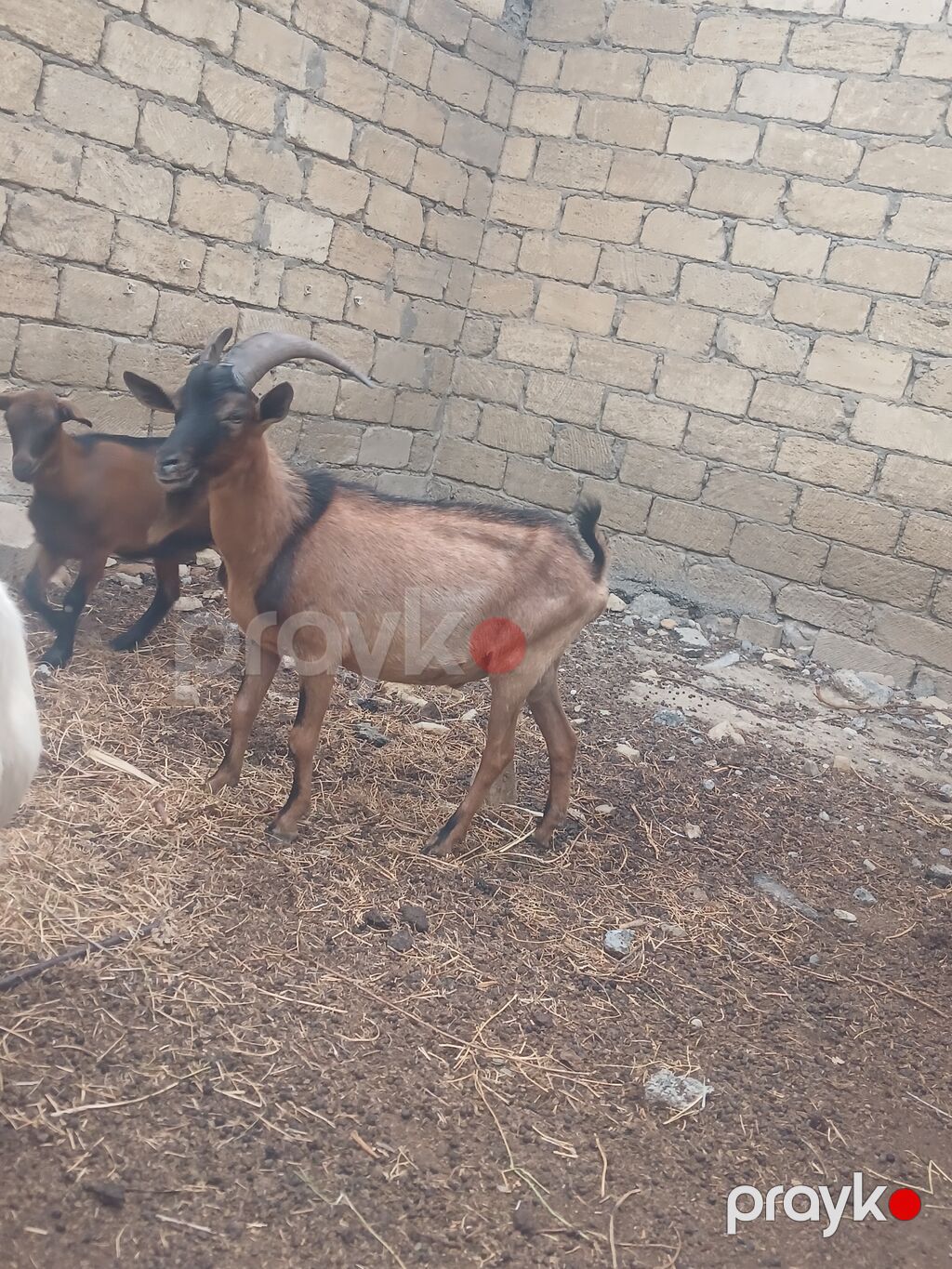Alpin tekesi 1 yasi orijinaldi.Unvan bineqedi real aliciya endirim — Kənd təsərrüfatı heyvanları, Masazır (3)