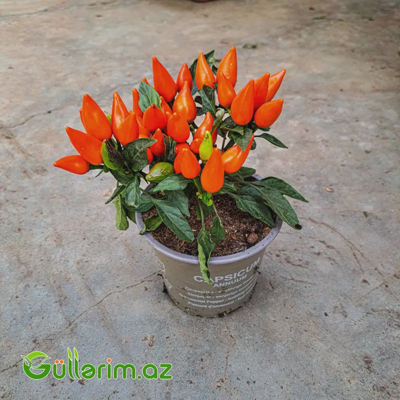 Capsicum Annumm – Dekorativ Bibər — Bitkilər, Bakı (2)