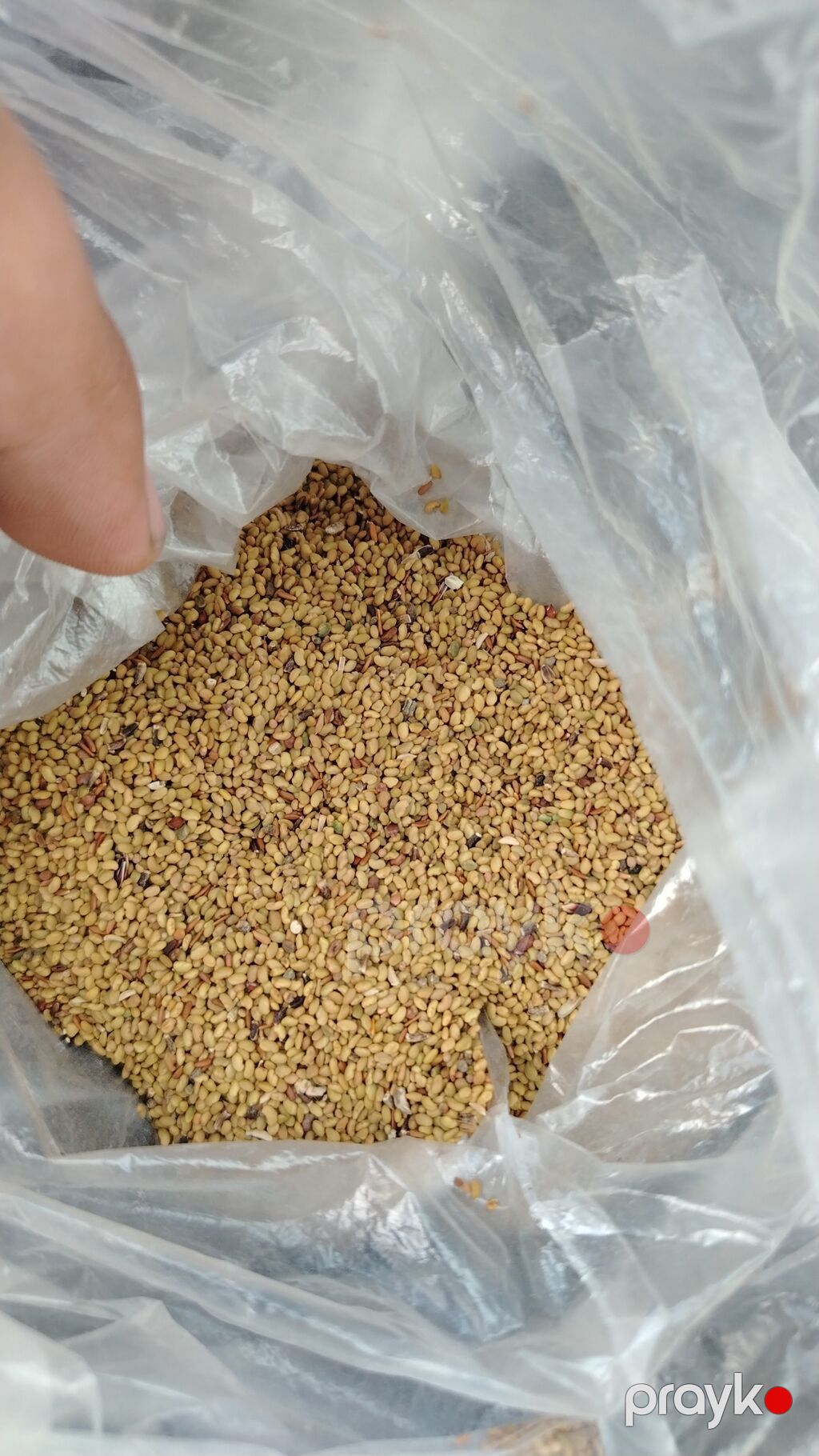 Yonca toxumu - Növ: Yonca (Medicago sativa) toxumu - Dən ölçüsü — Bitkilər, Mingəçevir (2)