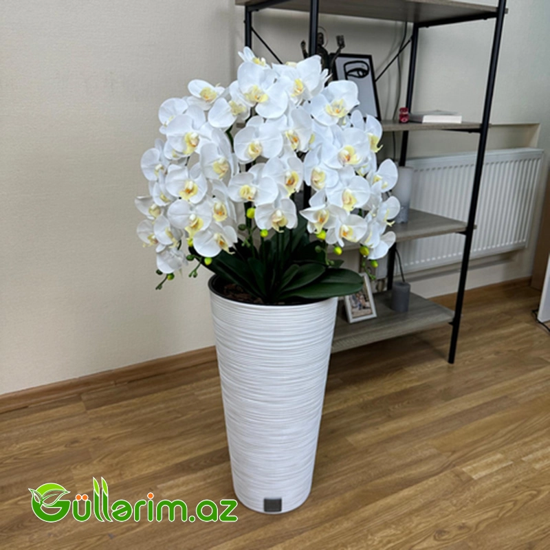 Plastik Dibçək 025 — Bağ dekorasiyası, Bakı (4)